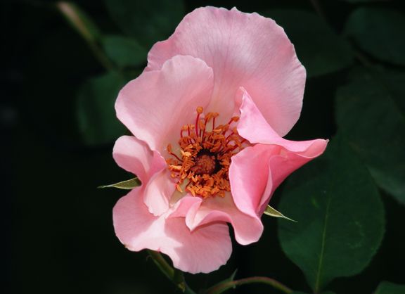 Dainty Bess photo db2013_06050020_zps32b8fa1e.jpg